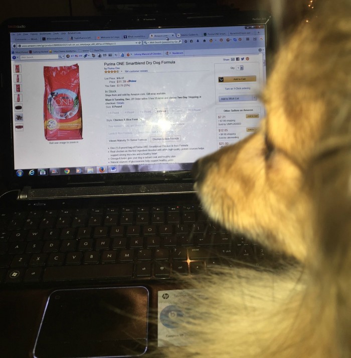 Marley Watching Computer #OneSmartDifference #CollectiveBias