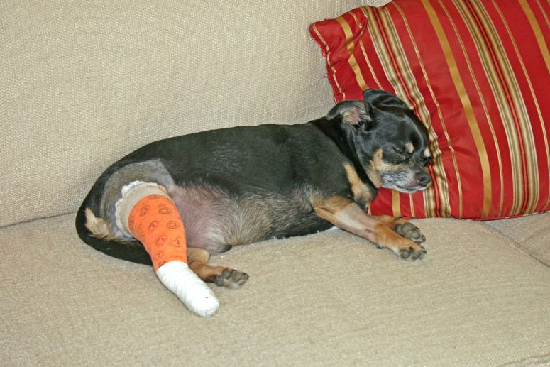 Injured Dog