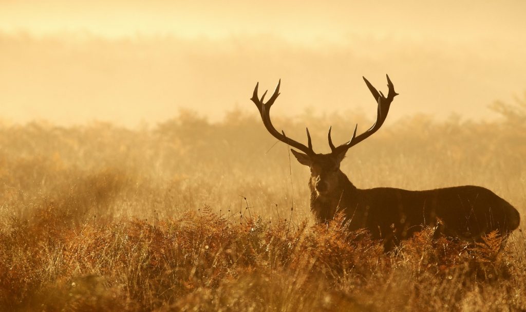 5 Tips For A Successful Elk Hunt