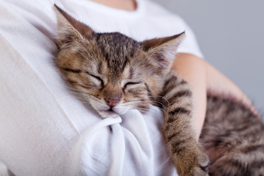 Tips To Consider When Planning On Having a New Kitten 