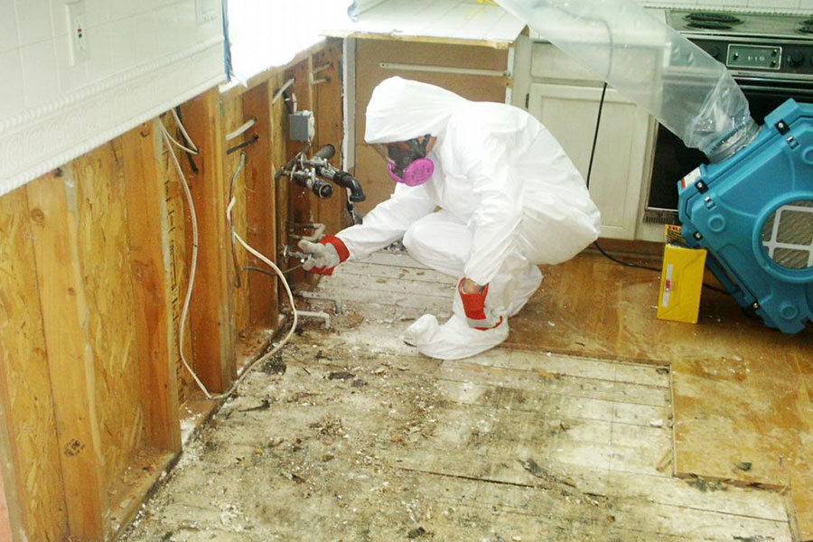 Why You Need a Mold Removal Service