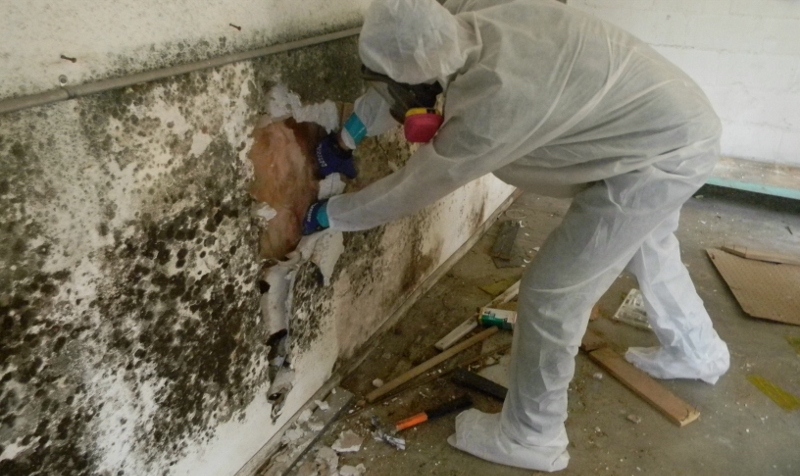Why You Need a Mold Removal Service