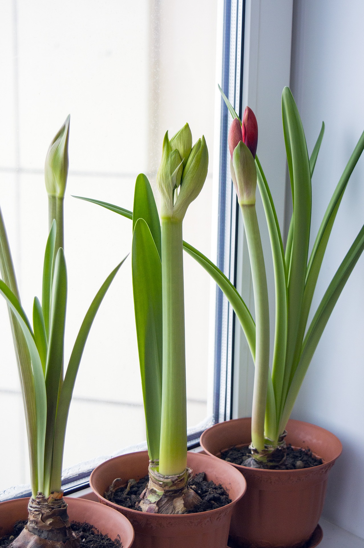 What to Consider Before Buying Plants for Your Home