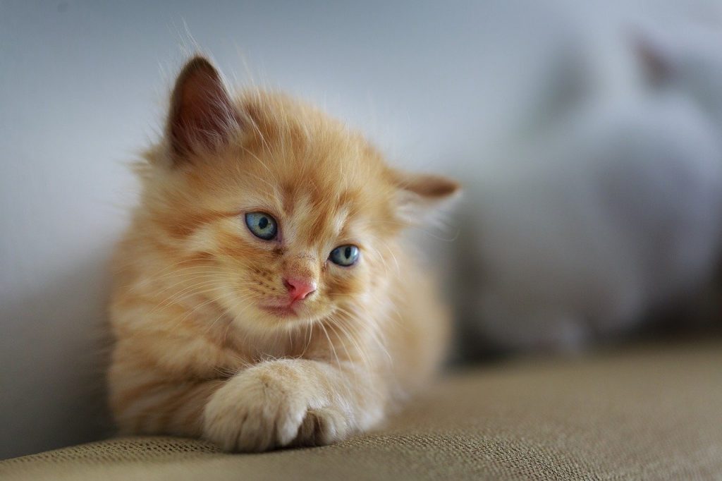 4 Helpful Tips When Bringing Home a New Kitten