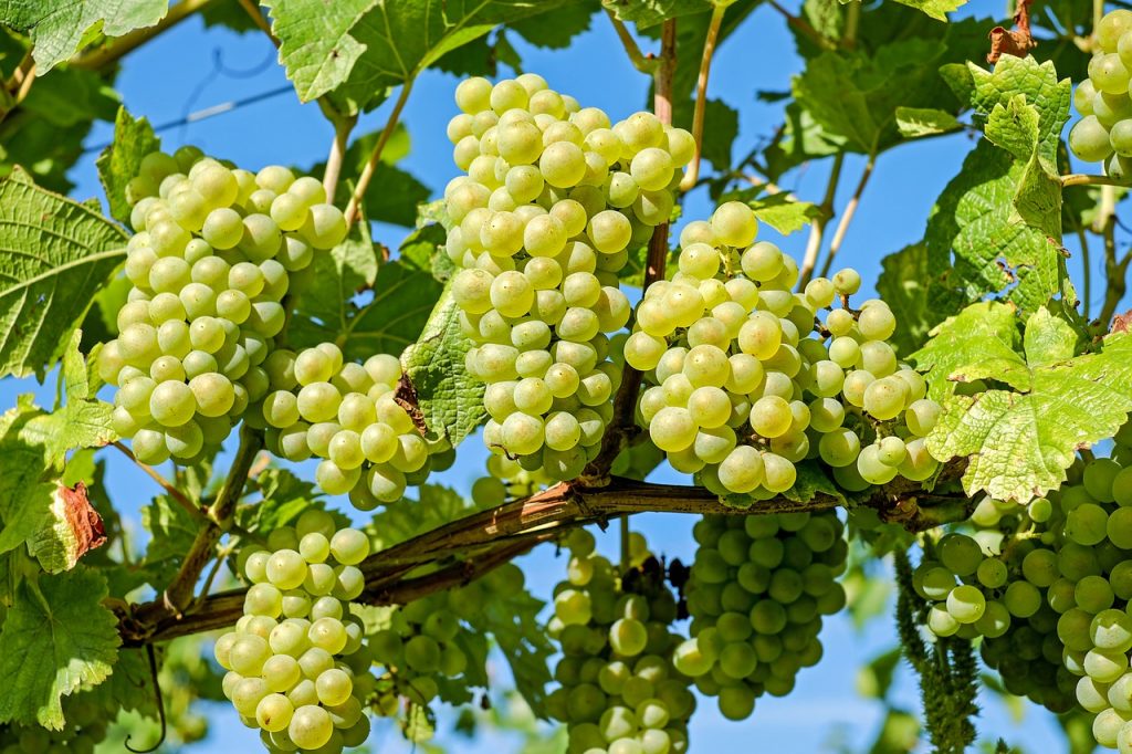 7 Health Benefits as to Why You Should Eat More Grapes