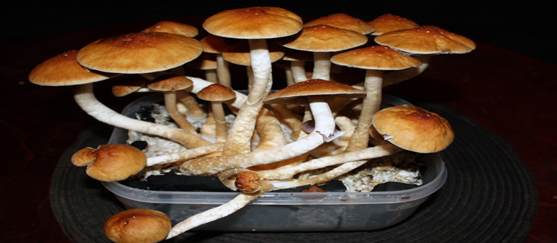 Golden Mushrooms - Effective for Mild Psychedelic Trips