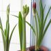 What to Consider Before Buying Plants for Your Home