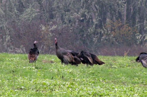 How the Weather Affects Turkey Hunting